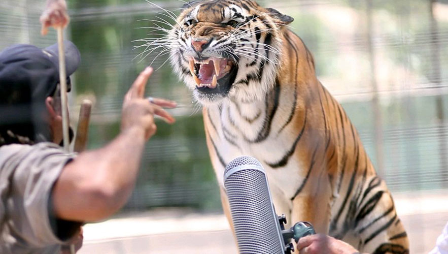 Recording a Bengal Tiger